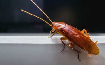 The Top Mistakes to Avoid with Cockroach Pest Control